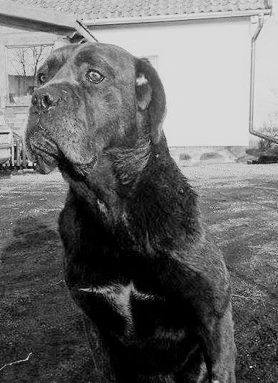 Odeszła Felcia w domu zwana Tajgą